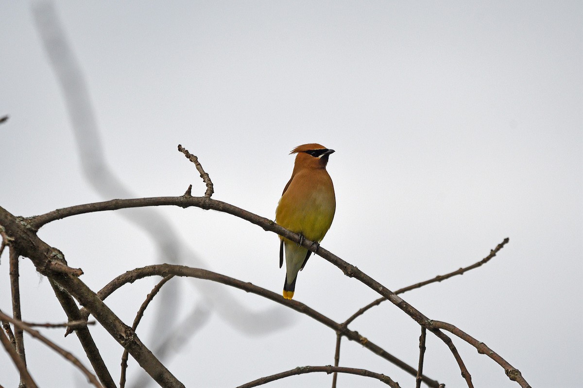 Cedar Waxwing - ML620688006