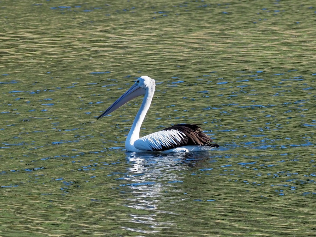 Australian Pelican - ML620688008