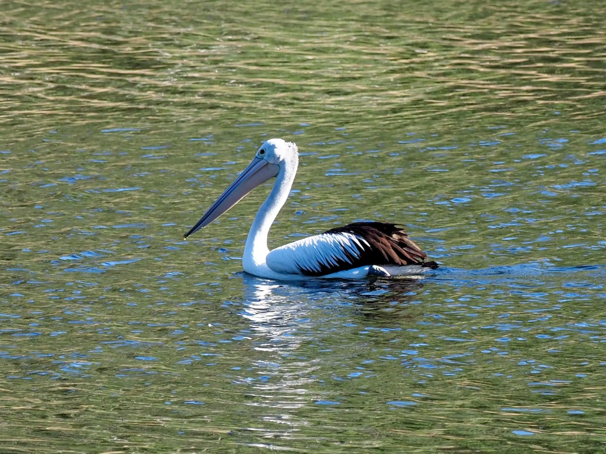 Australian Pelican - ML620688009