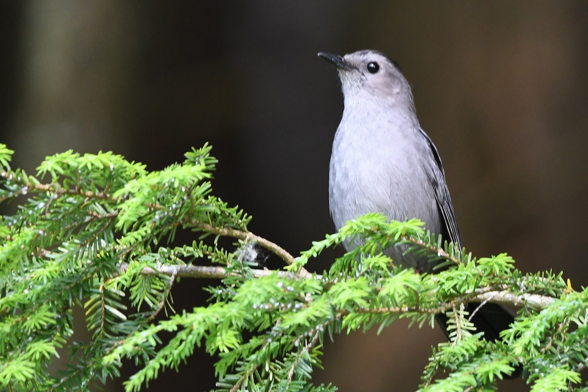 Gray Catbird - ML620688012