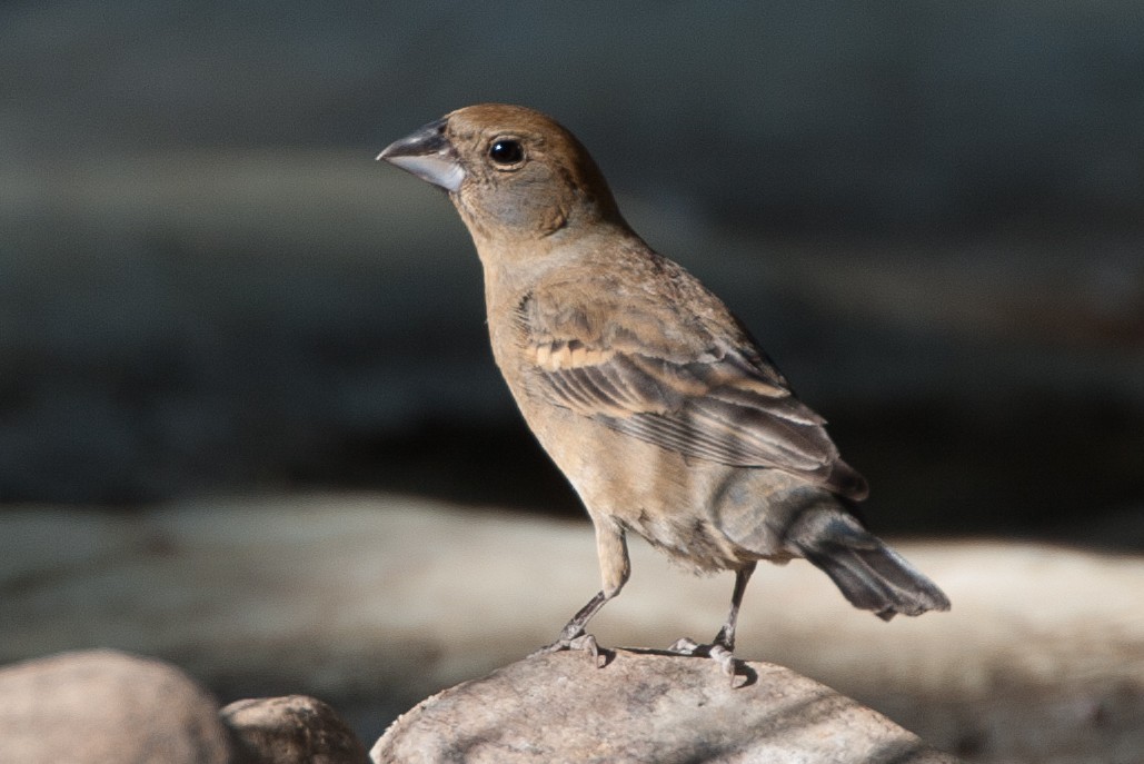 Blue Grosbeak - ML620688020