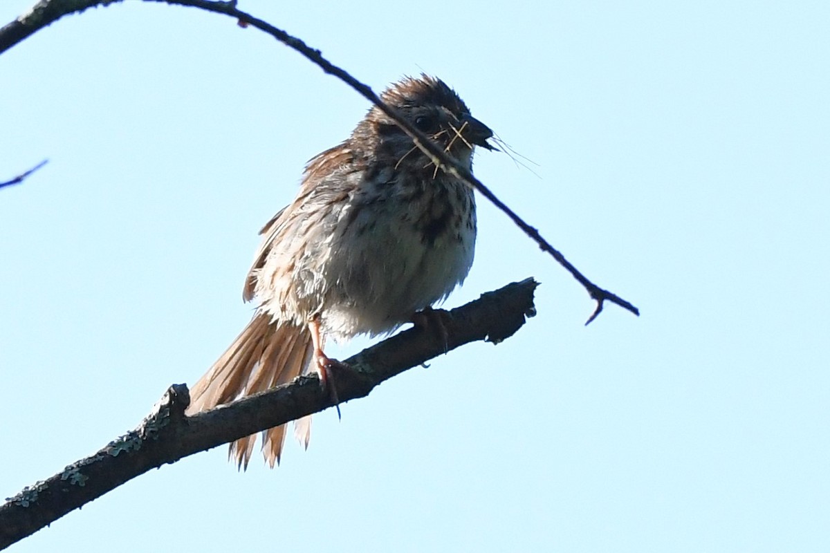 Song Sparrow - ML620688023