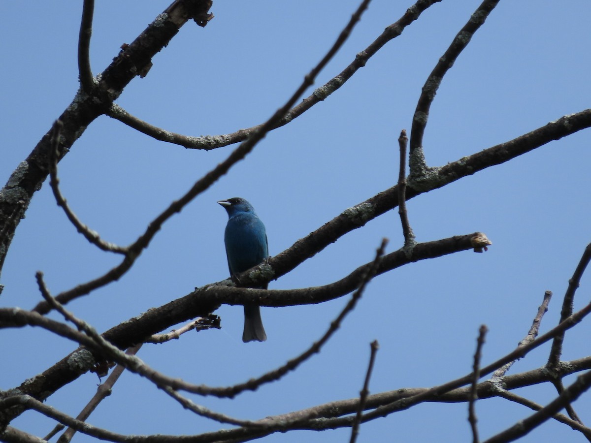 Passerin indigo - ML620688032