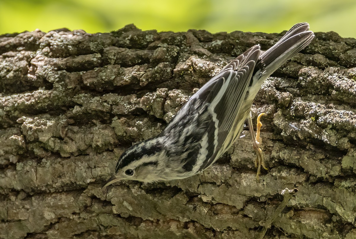 Black-and-white Warbler - ML620688038