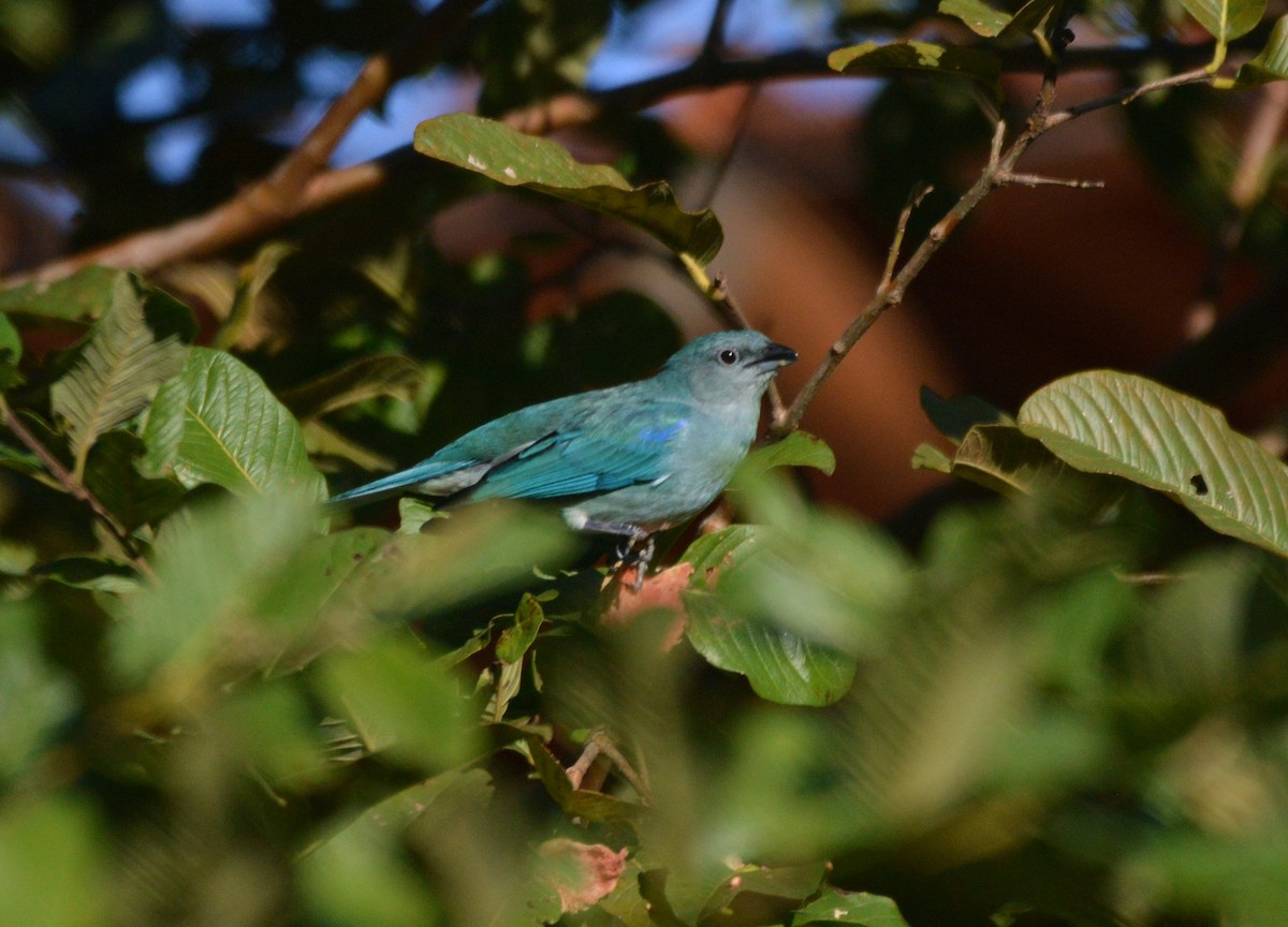 Azure-shouldered Tanager - Francisco Micael Solari Menoret