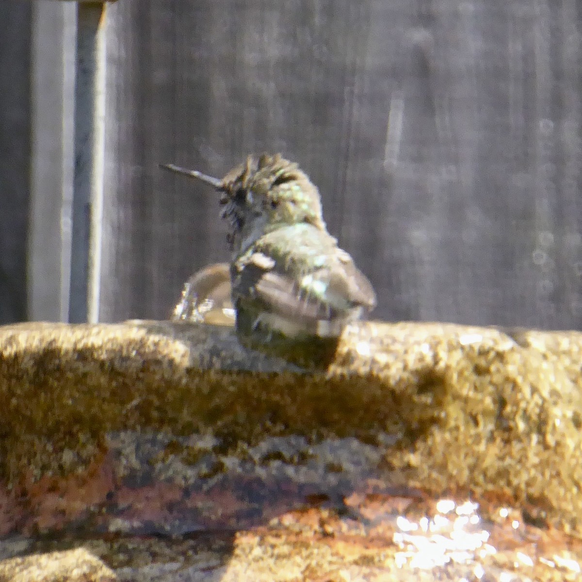 Anna's Hummingbird - ML620688045