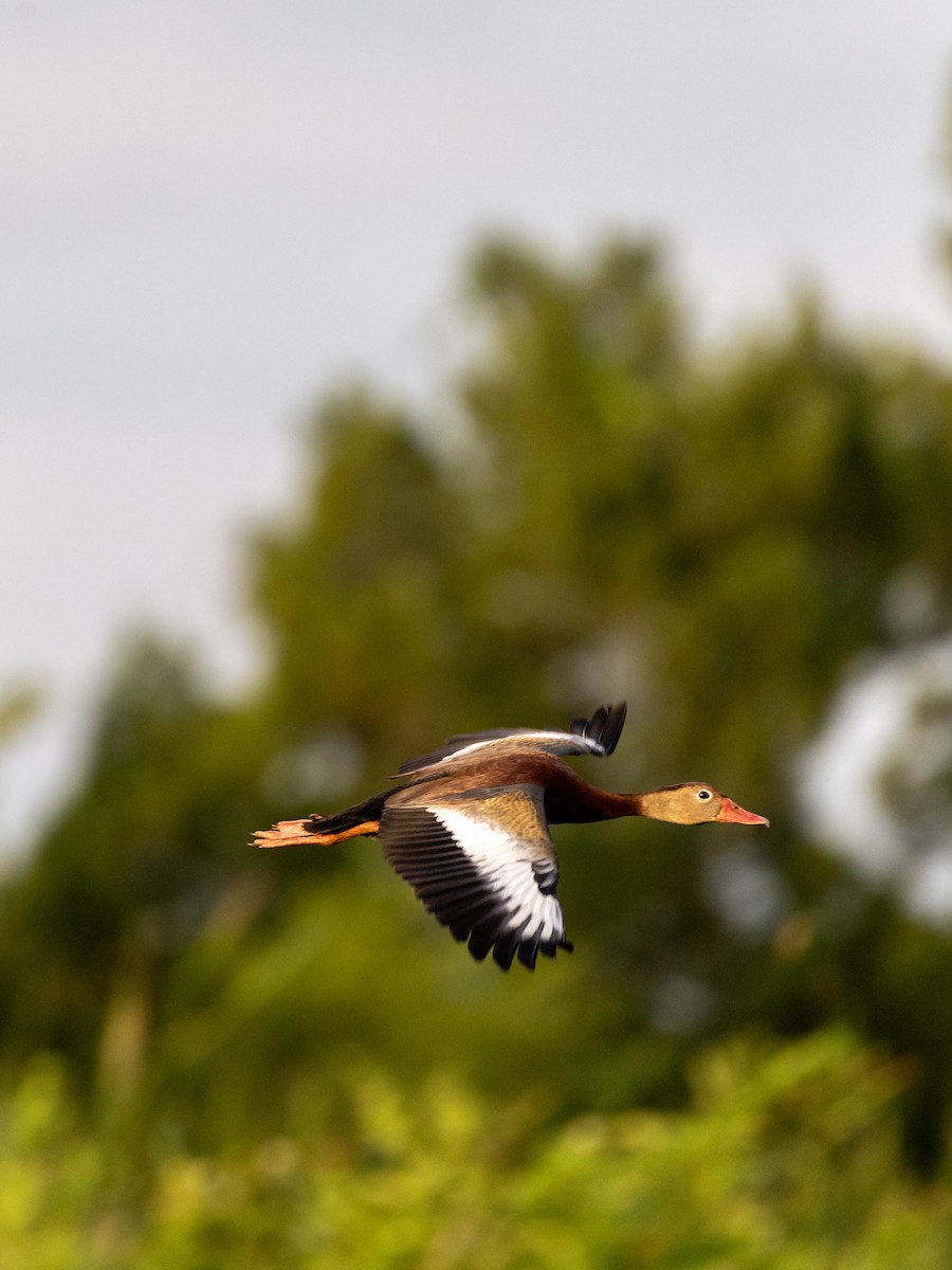 Black-bellied Whistling-Duck - ML620688046