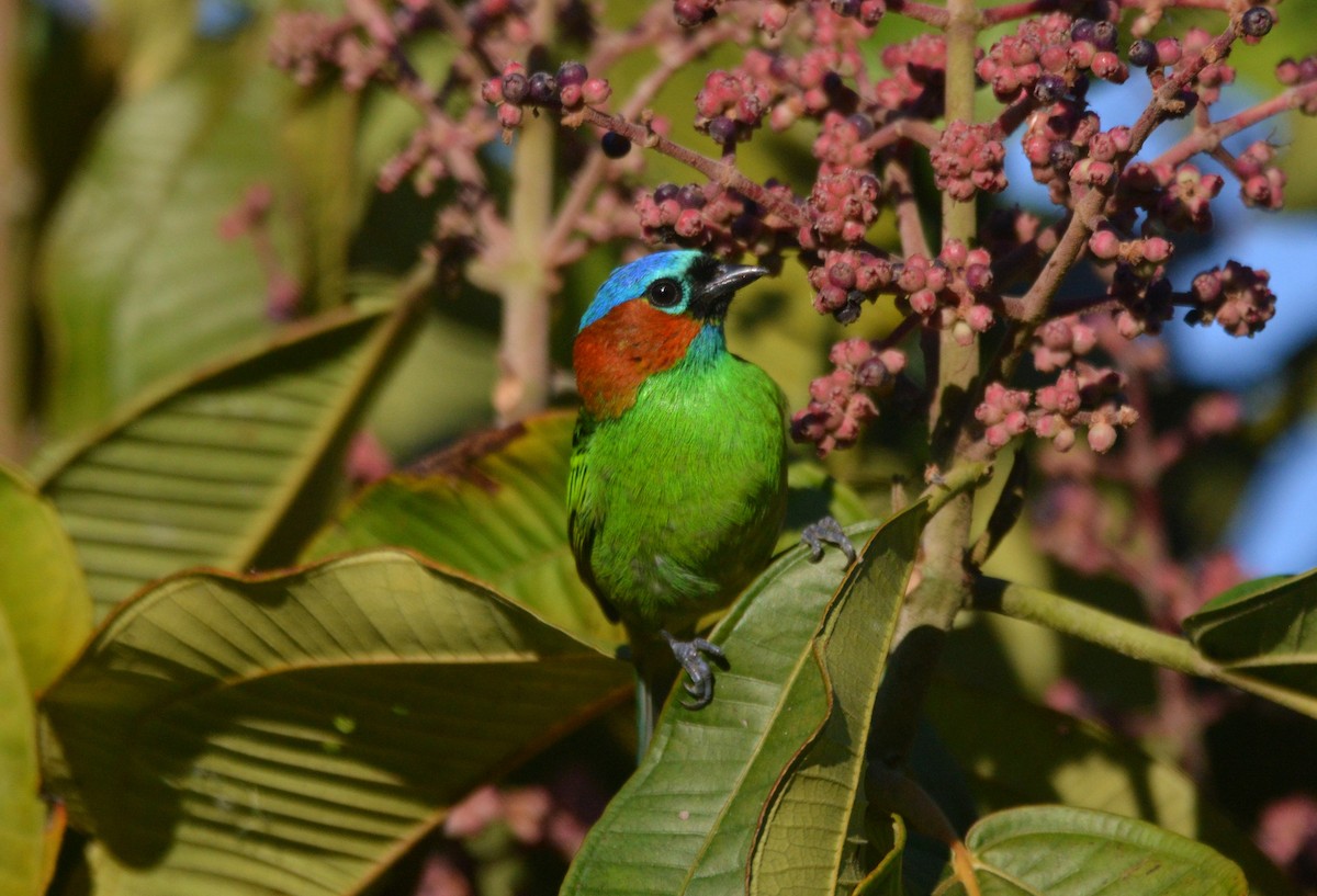 Red-necked Tanager - ML620688047