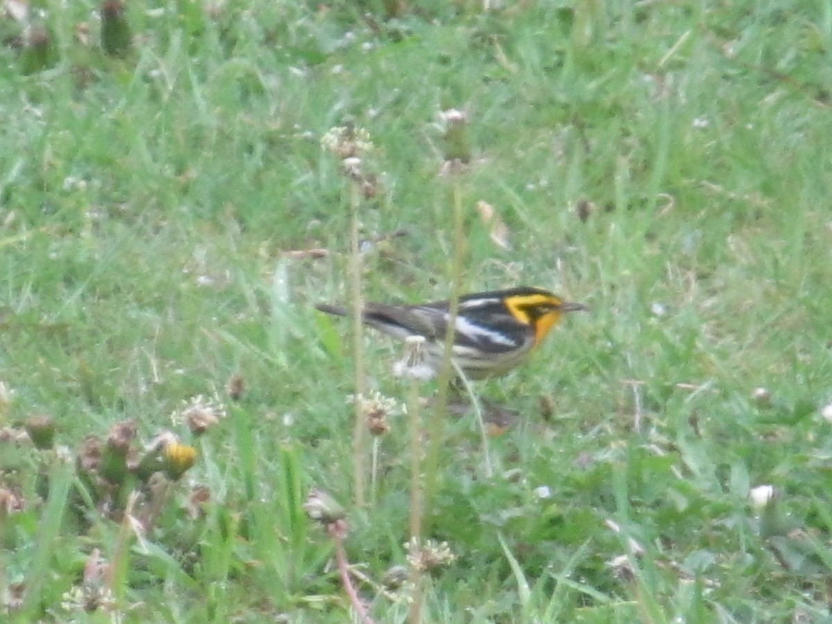 Blackburnian Warbler - ML620688050