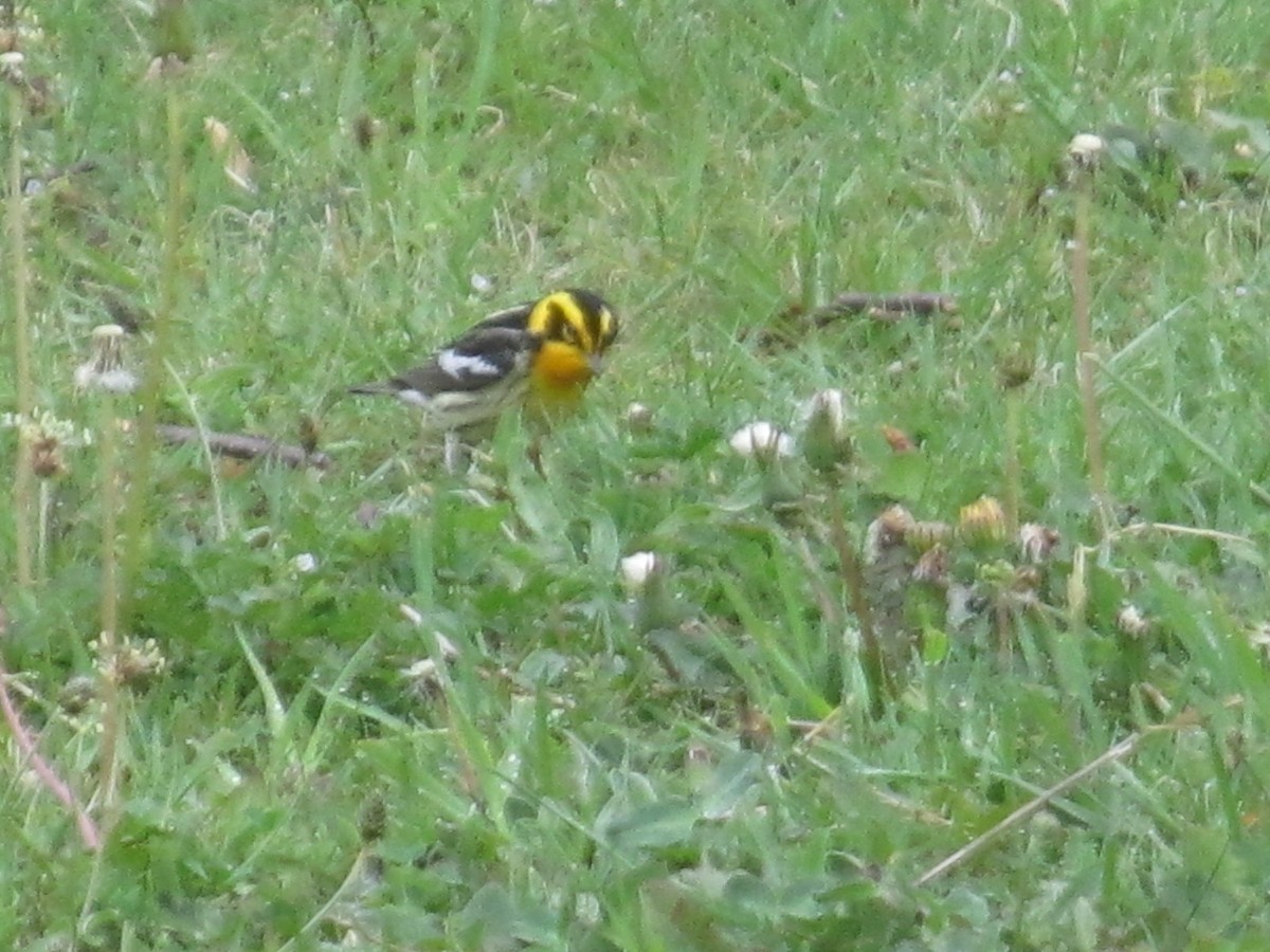 Blackburnian Warbler - ML620688051