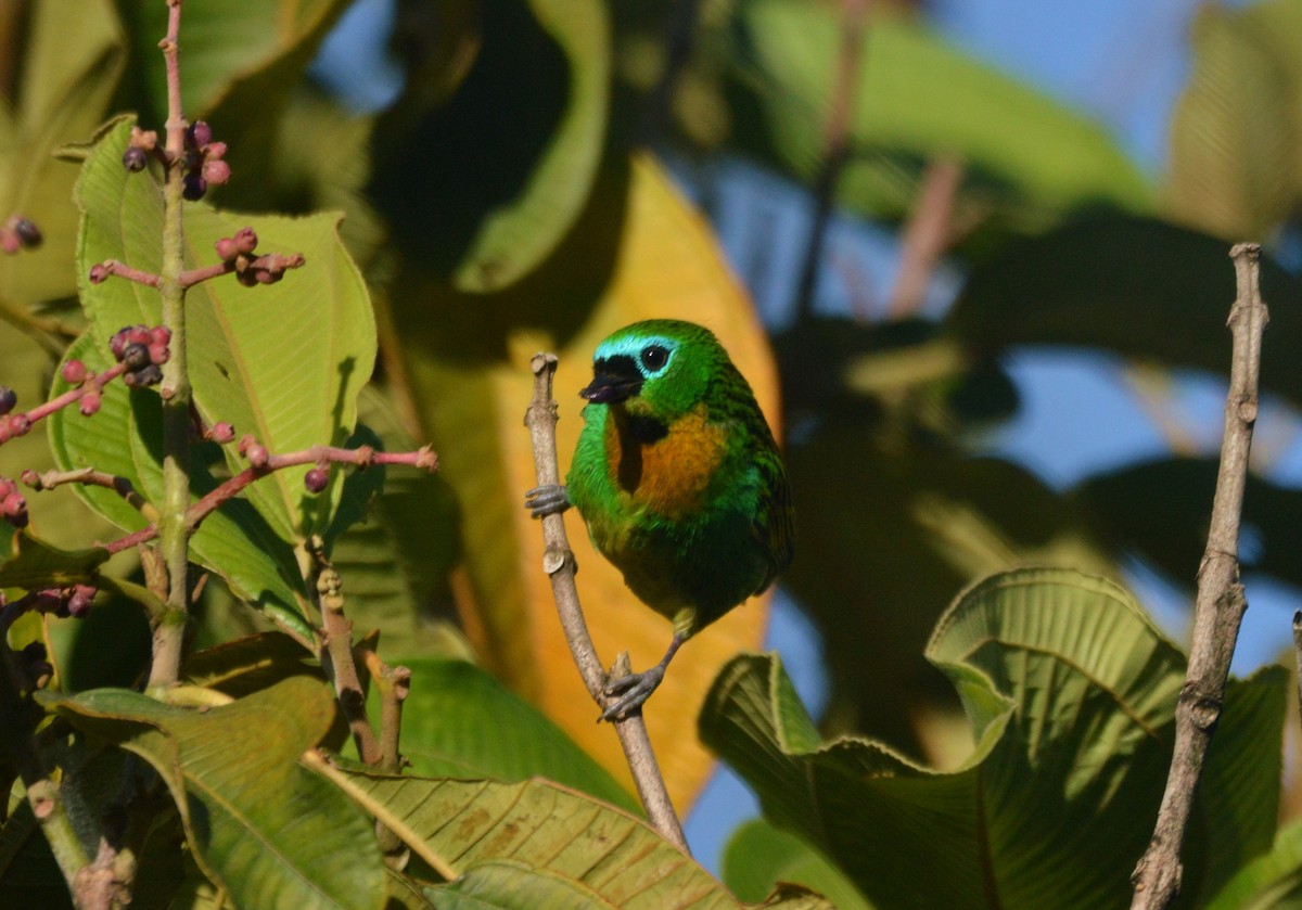 Brassy-breasted Tanager - ML620688053