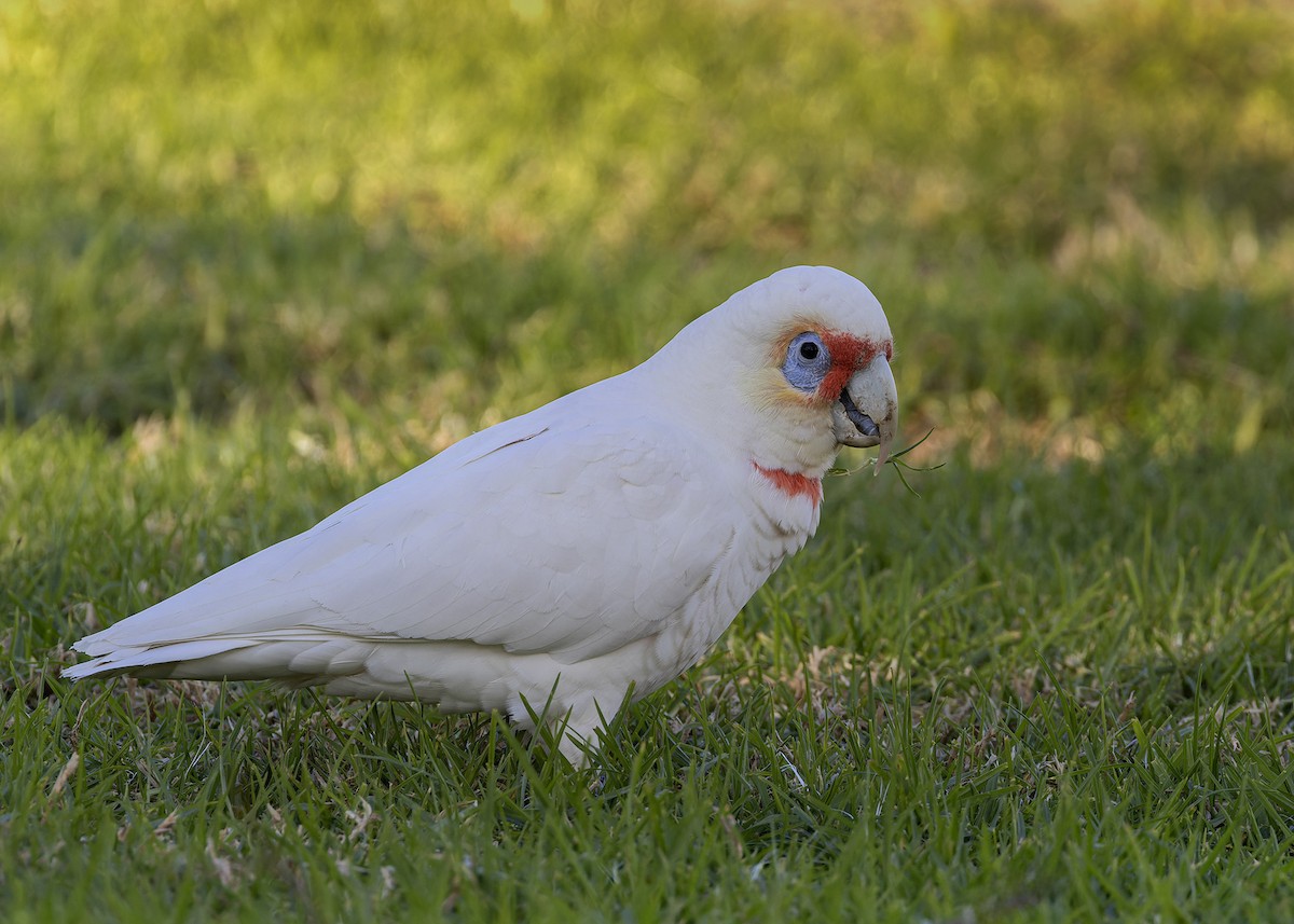 Cacatúa Picofina - ML620688055