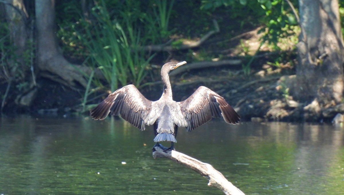 Double-crested Cormorant - ML620688056