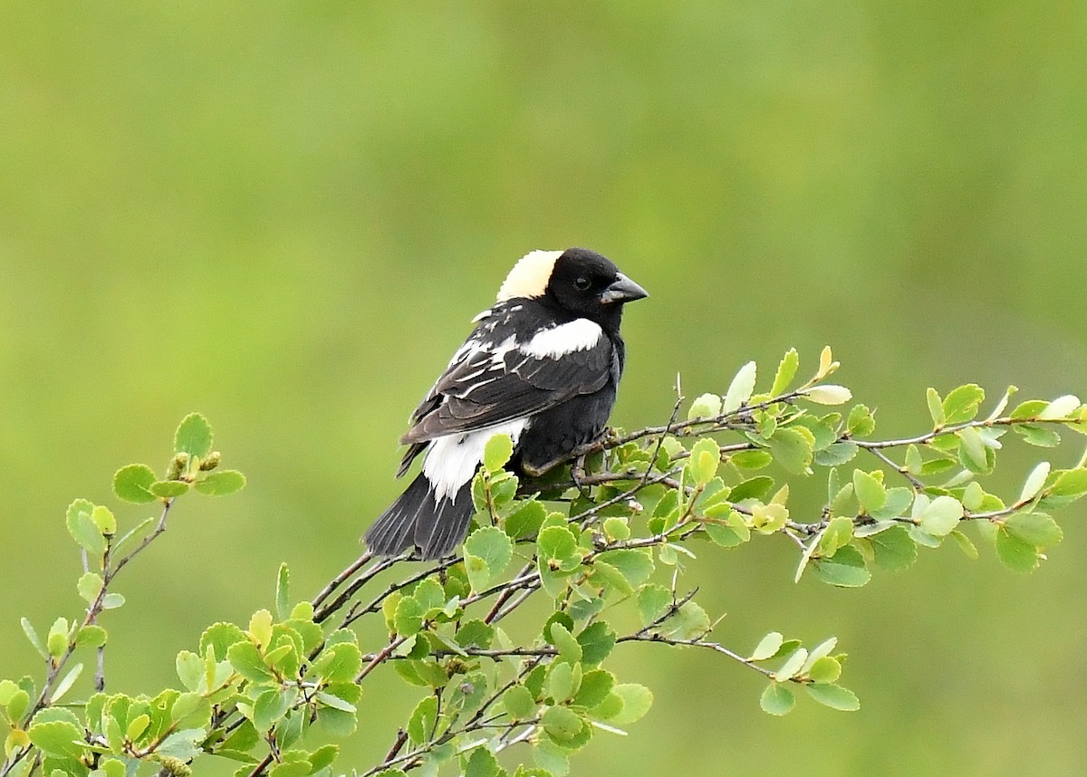 bobolink americký - ML620688057