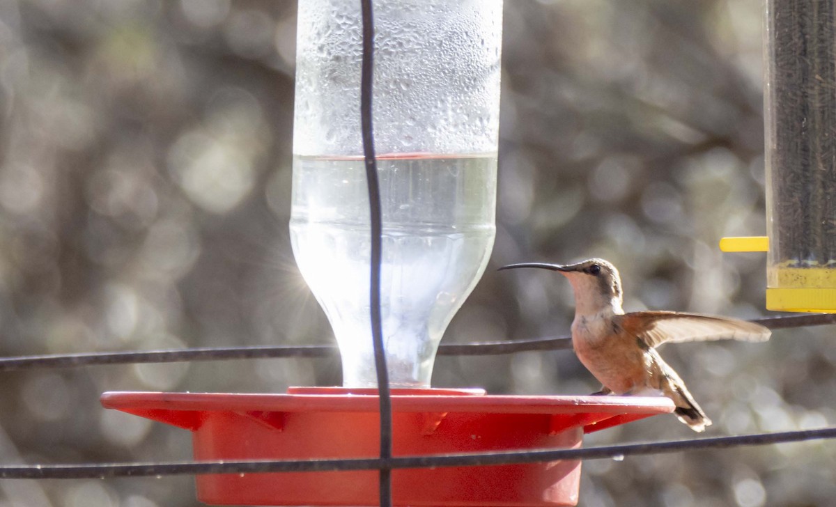 Lucifer Hummingbird - Ed Wransky