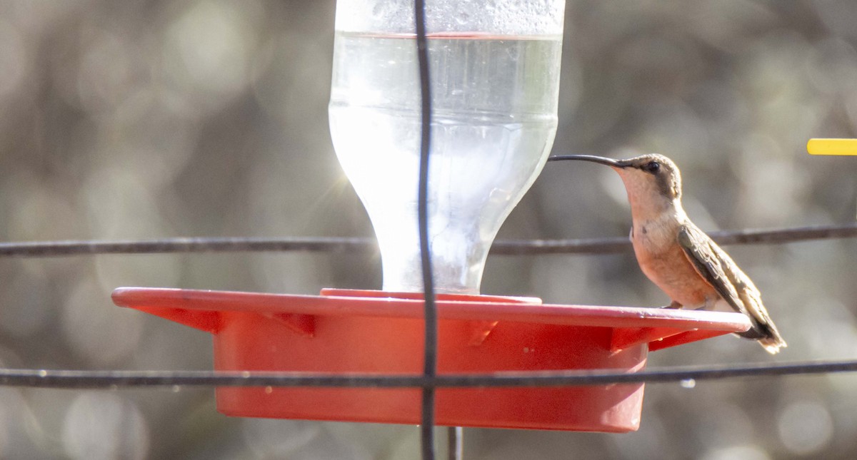 Lucifer Hummingbird - ML620688059