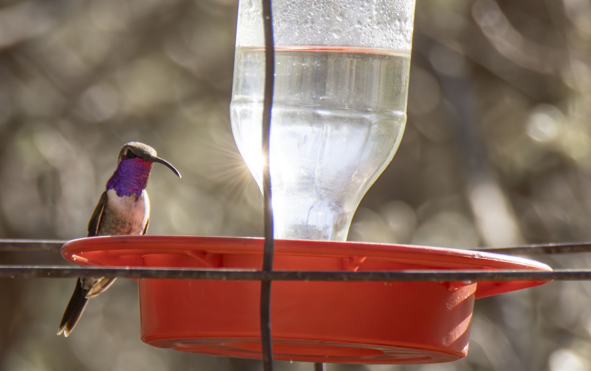 Lucifer Hummingbird - ML620688060