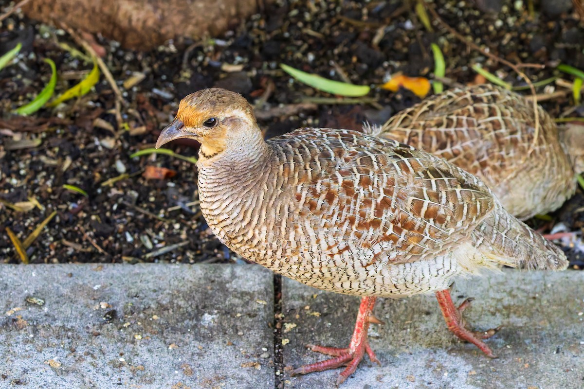 Gray Francolin - ML620688063