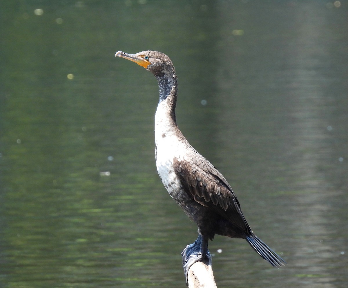 Cormorán Orejudo - ML620688064