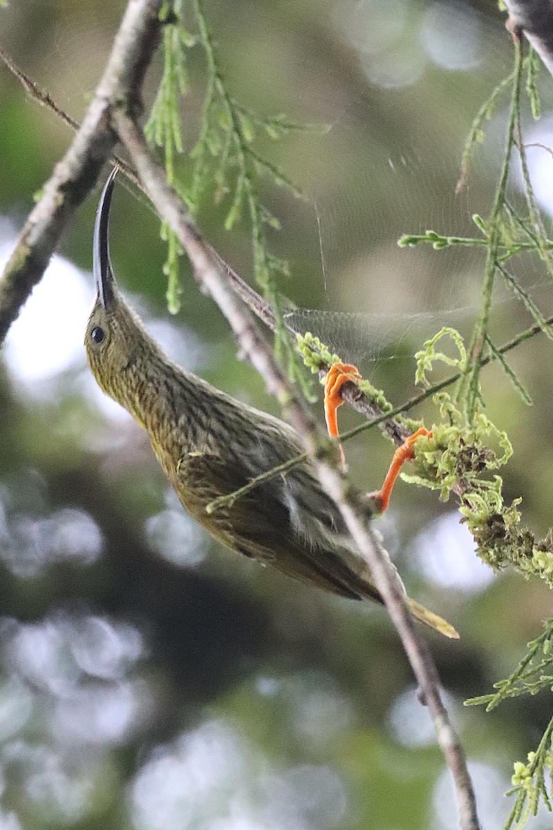 Streaked Spiderhunter - Richard Jeffers