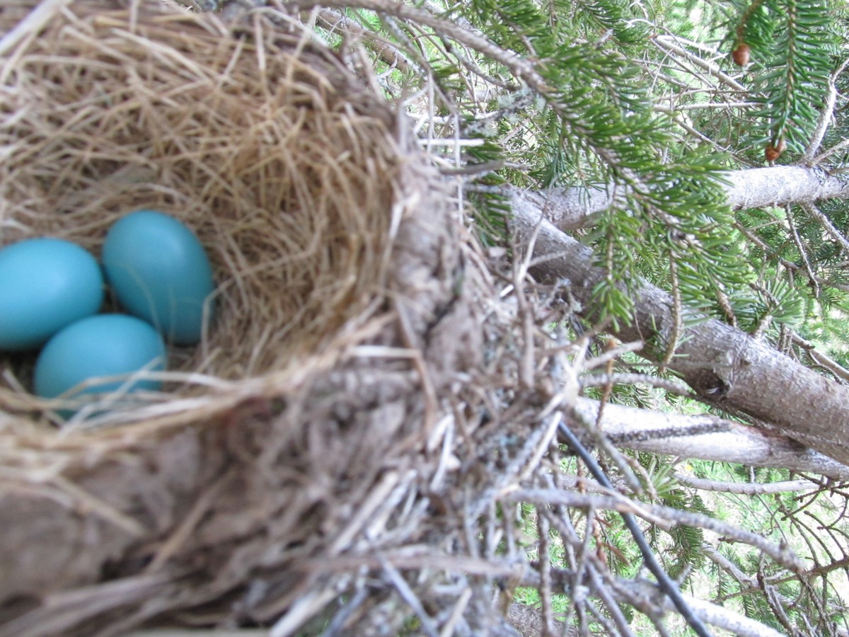 American Robin - ML620688067