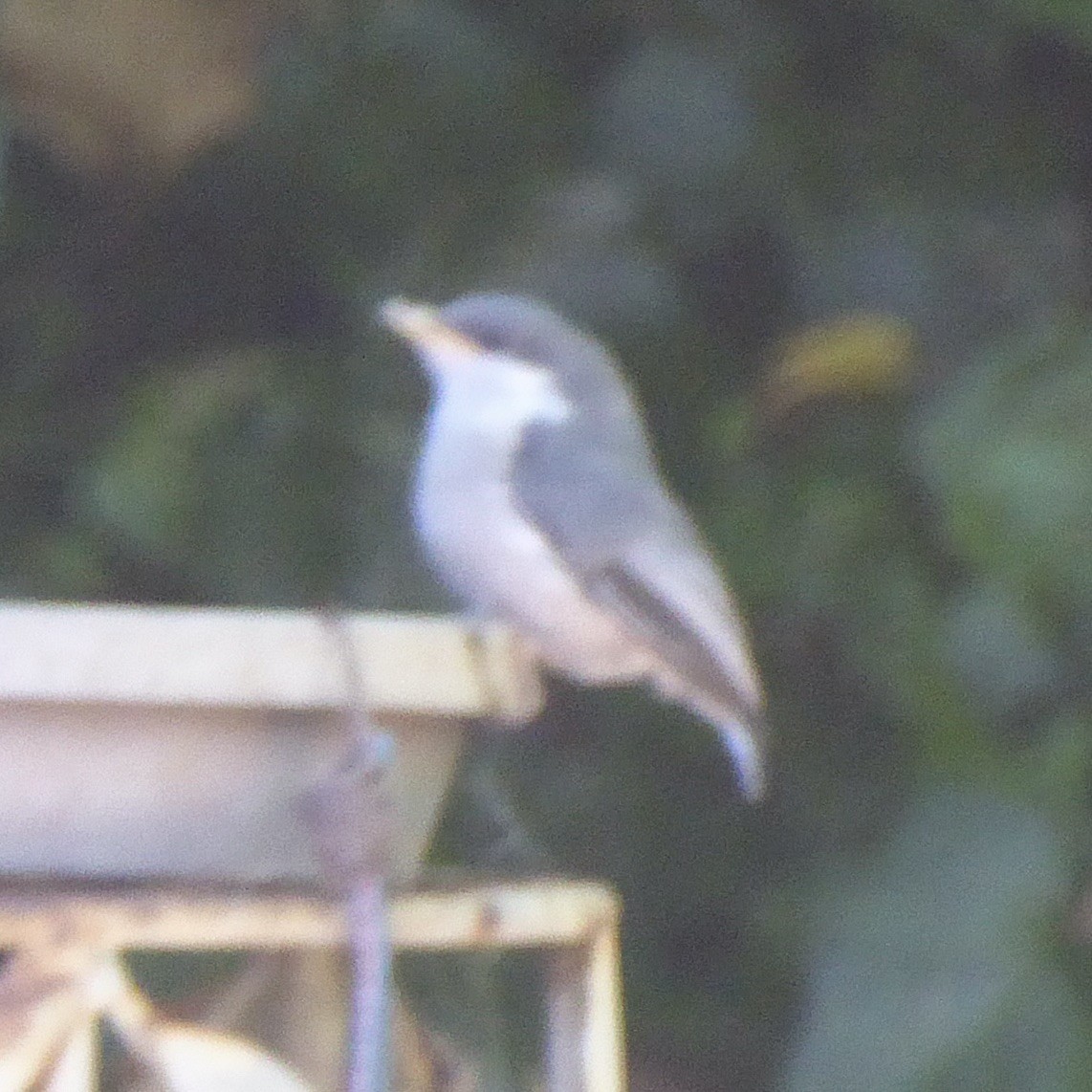 Pygmy Nuthatch - ML620688069