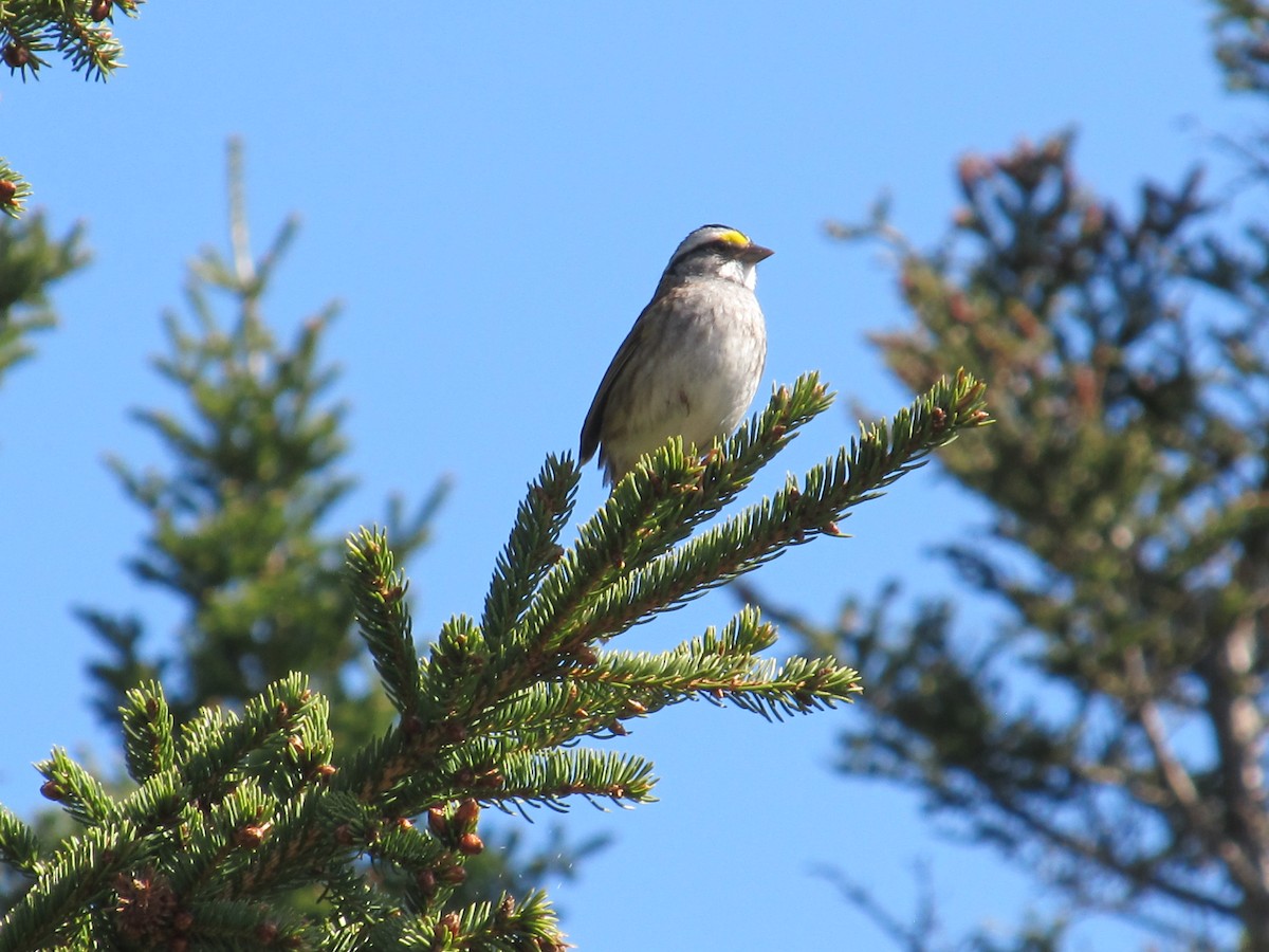 White-throated Sparrow - ML620688070