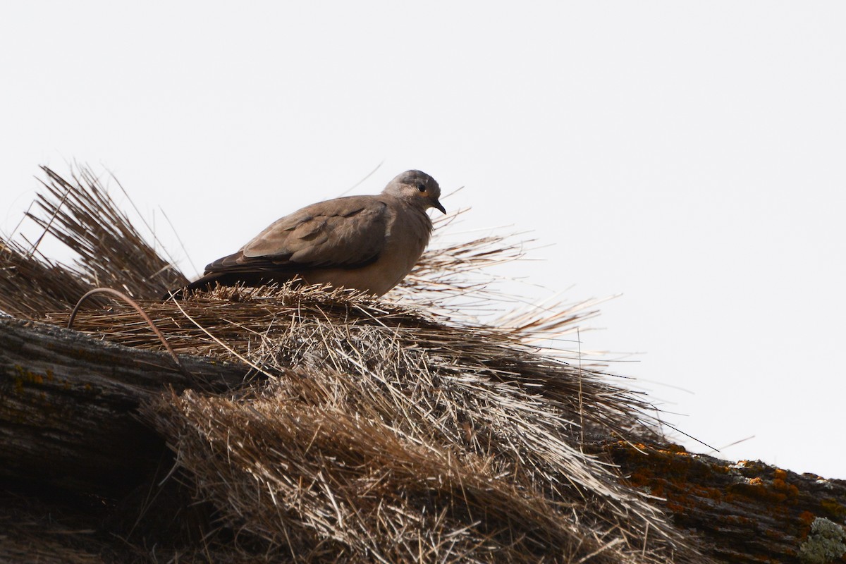 Black-winged Ground Dove - ML620688073