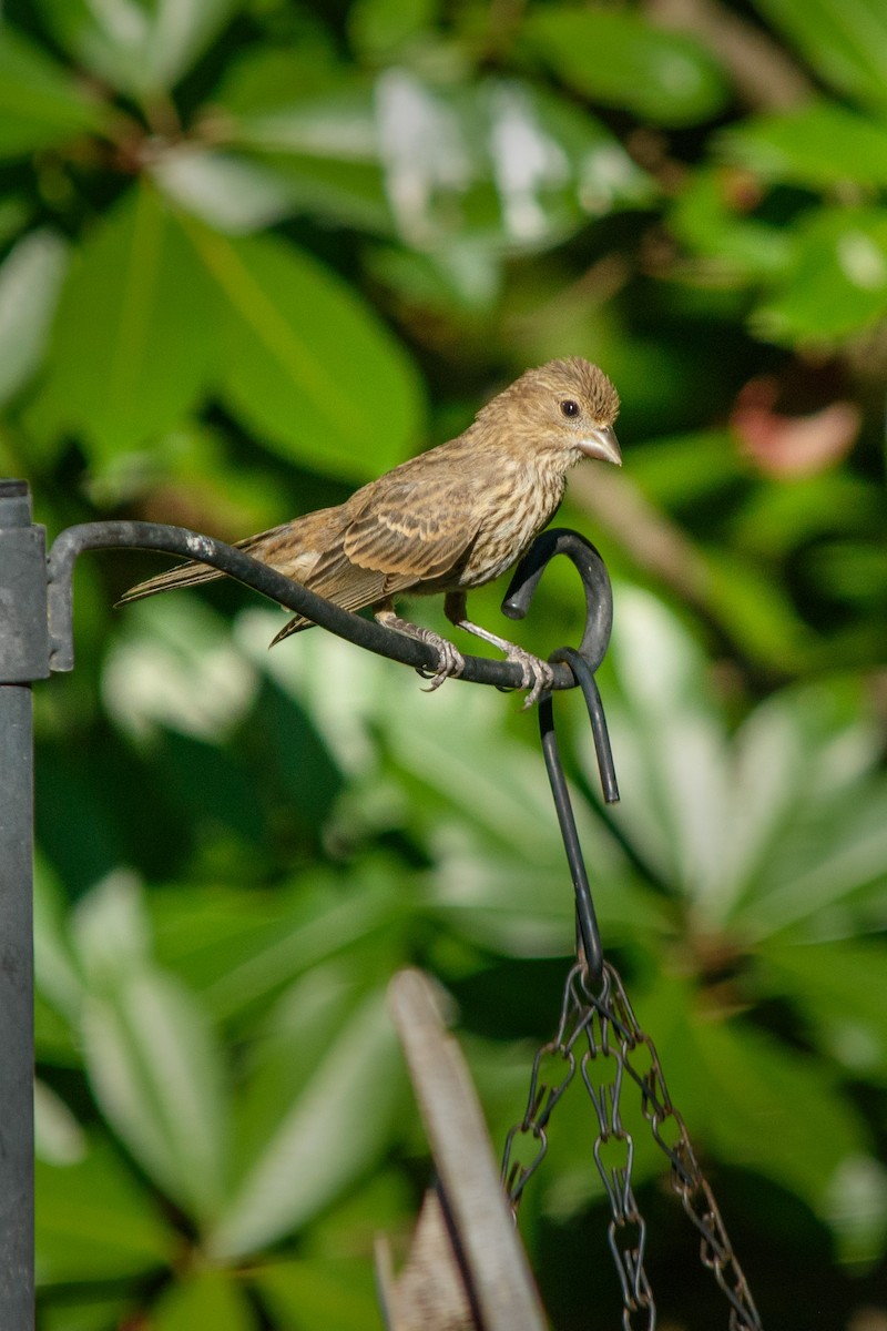 House Finch - ML620688075