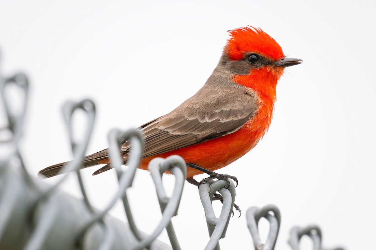 Vermilion Flycatcher - Karen Szafrajda