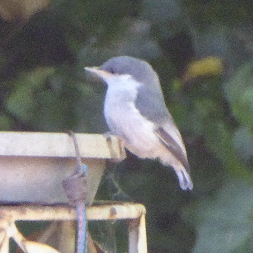 Pygmy Nuthatch - ML620688080