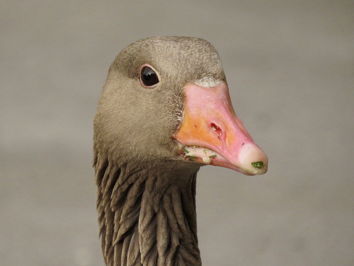 Graylag Goose - ML620688086