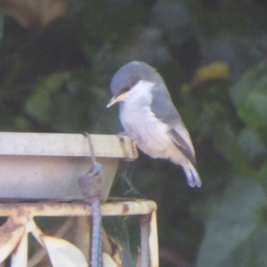 Pygmy Nuthatch - ML620688087