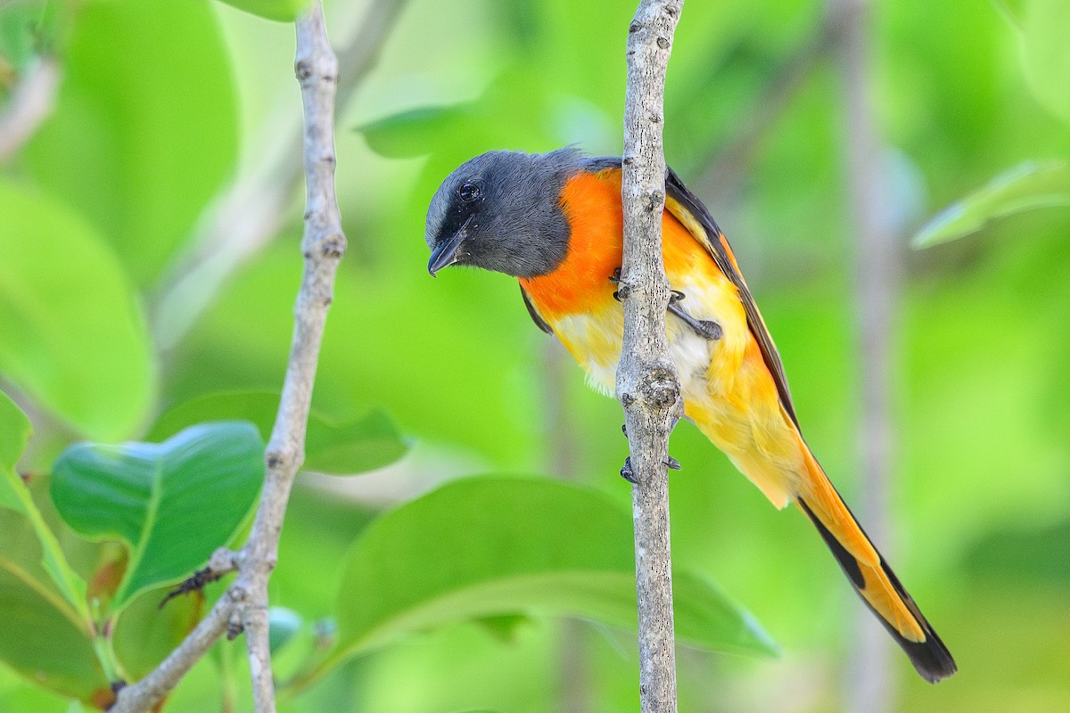 Small Minivet - ML620688090