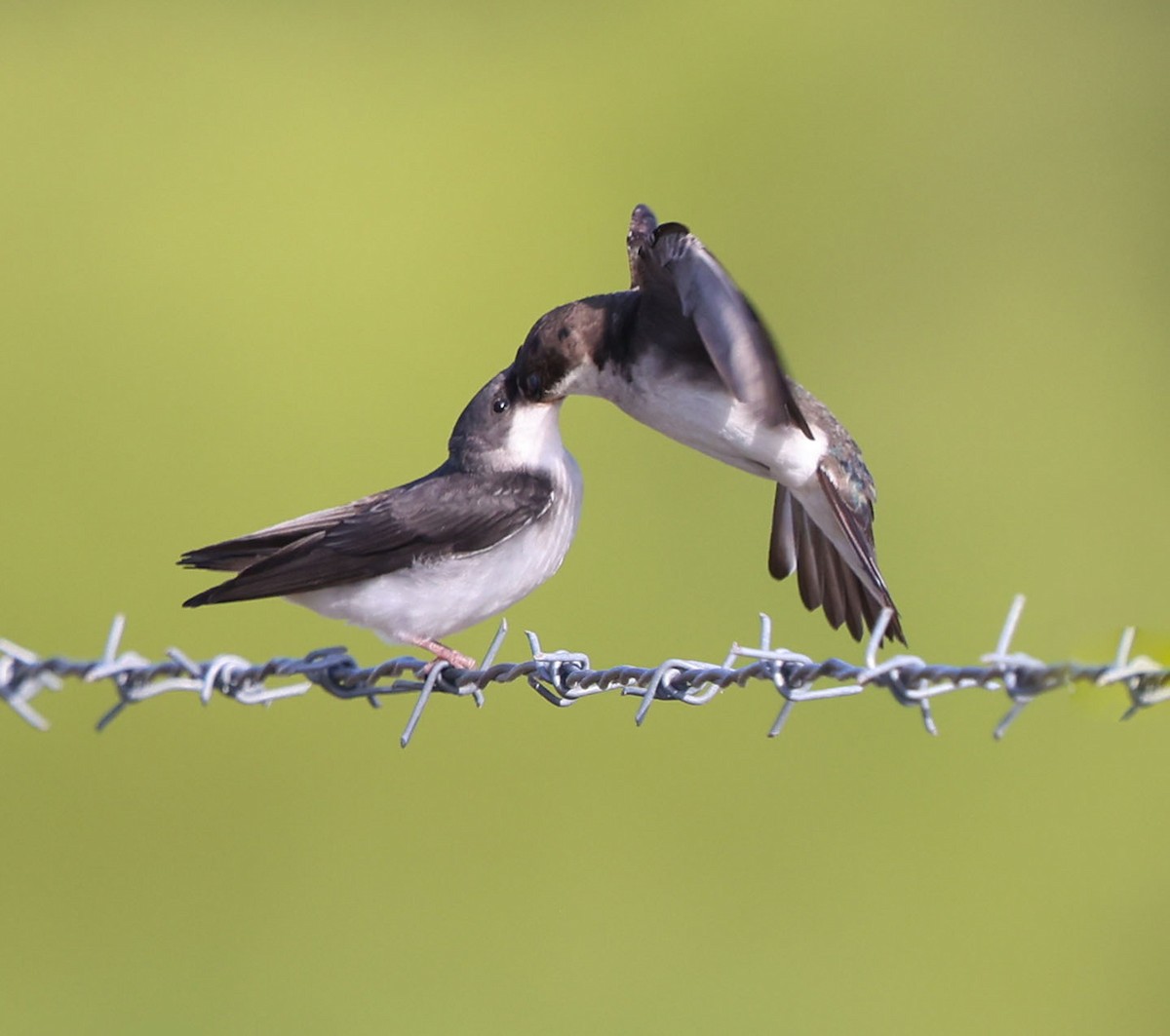 Tree Swallow - David Gibson