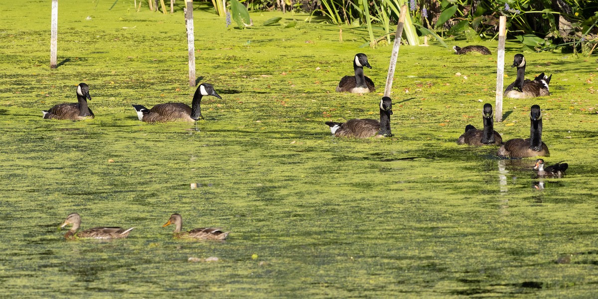 Canada Goose - ML620688103