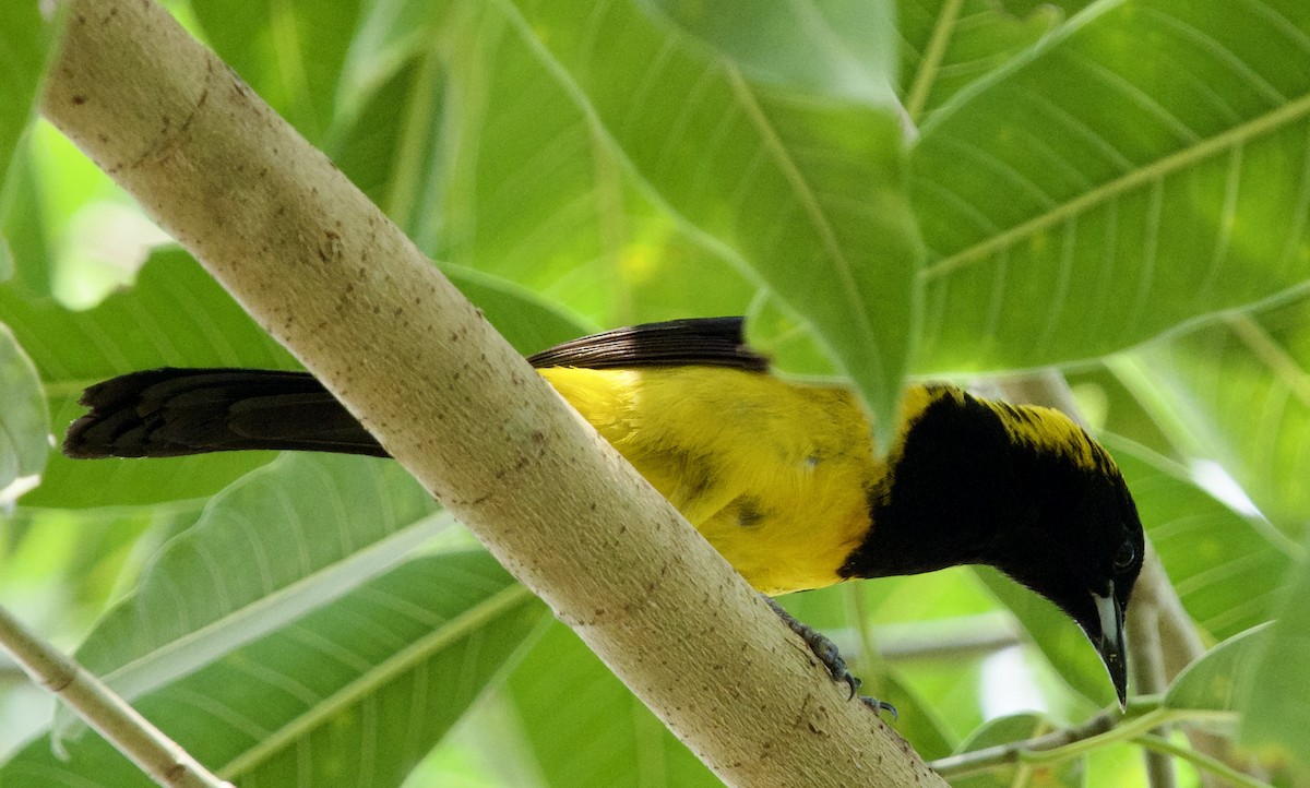 Black-cowled Oriole - ML620688104