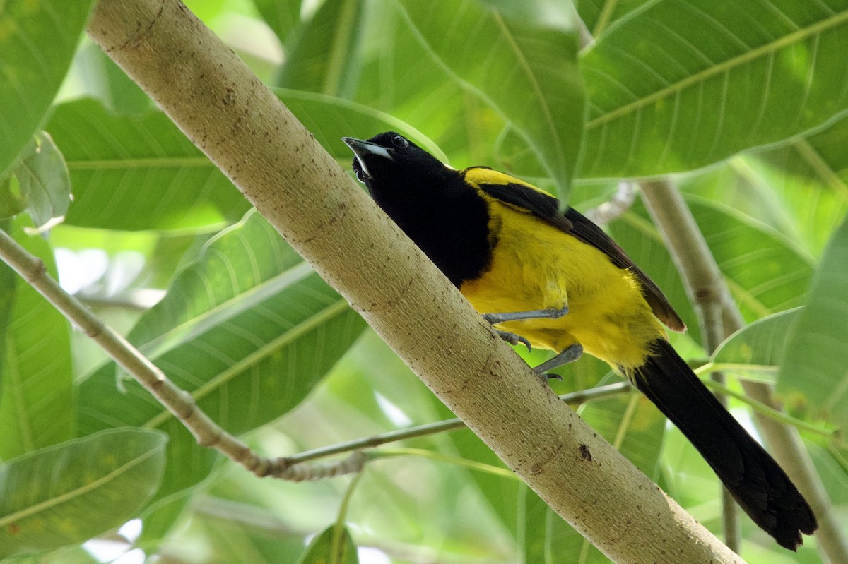 Black-cowled Oriole - ML620688105