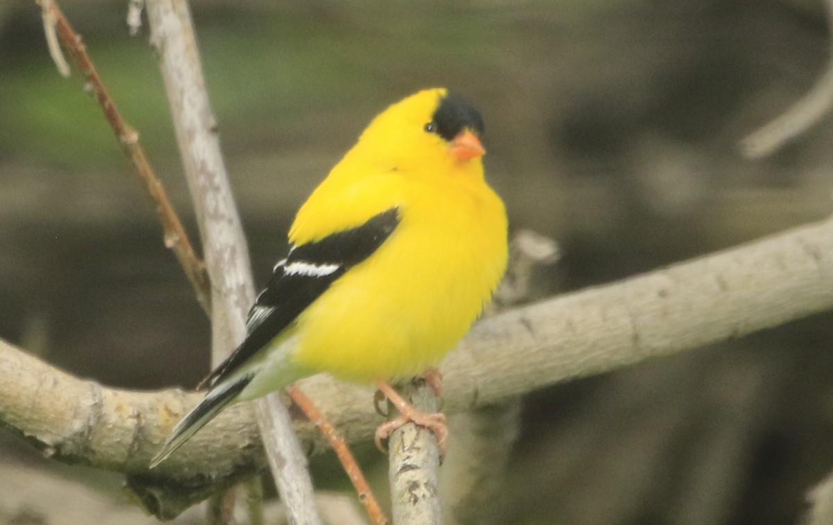 American Goldfinch - ML620688107