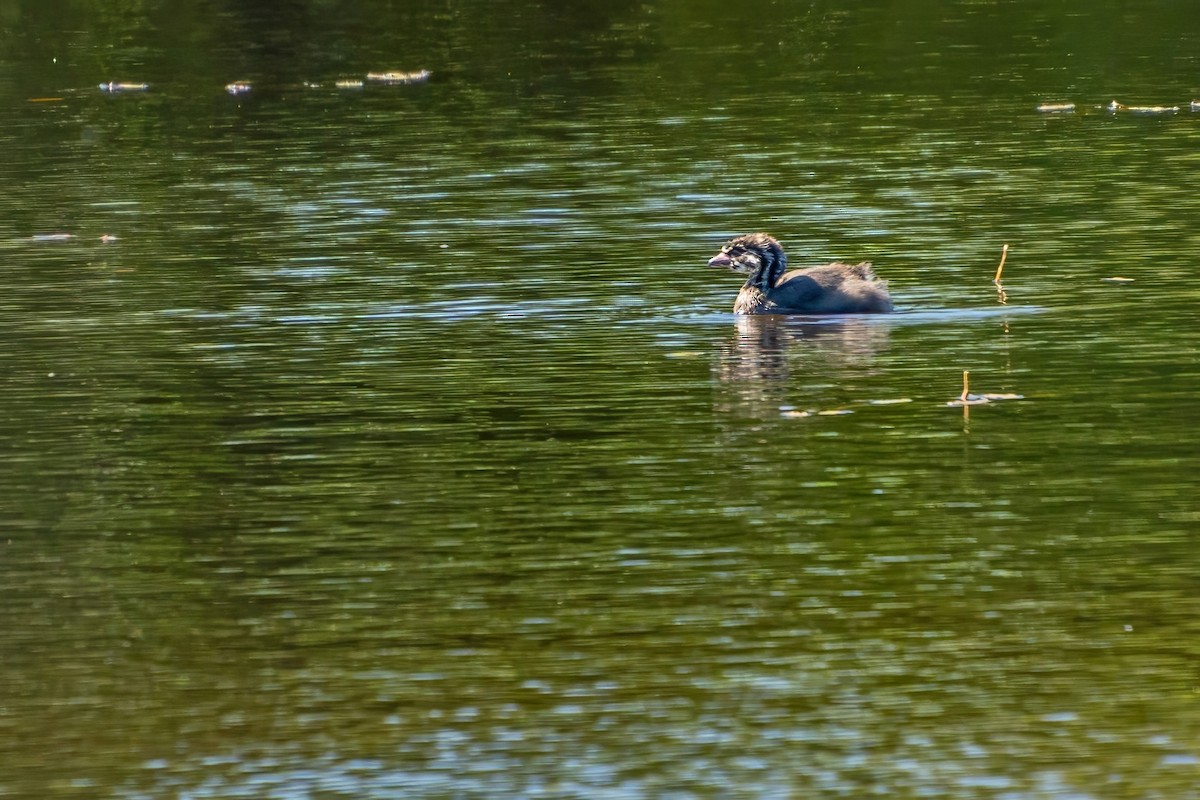 Pied-billed Grebe - ML620688108