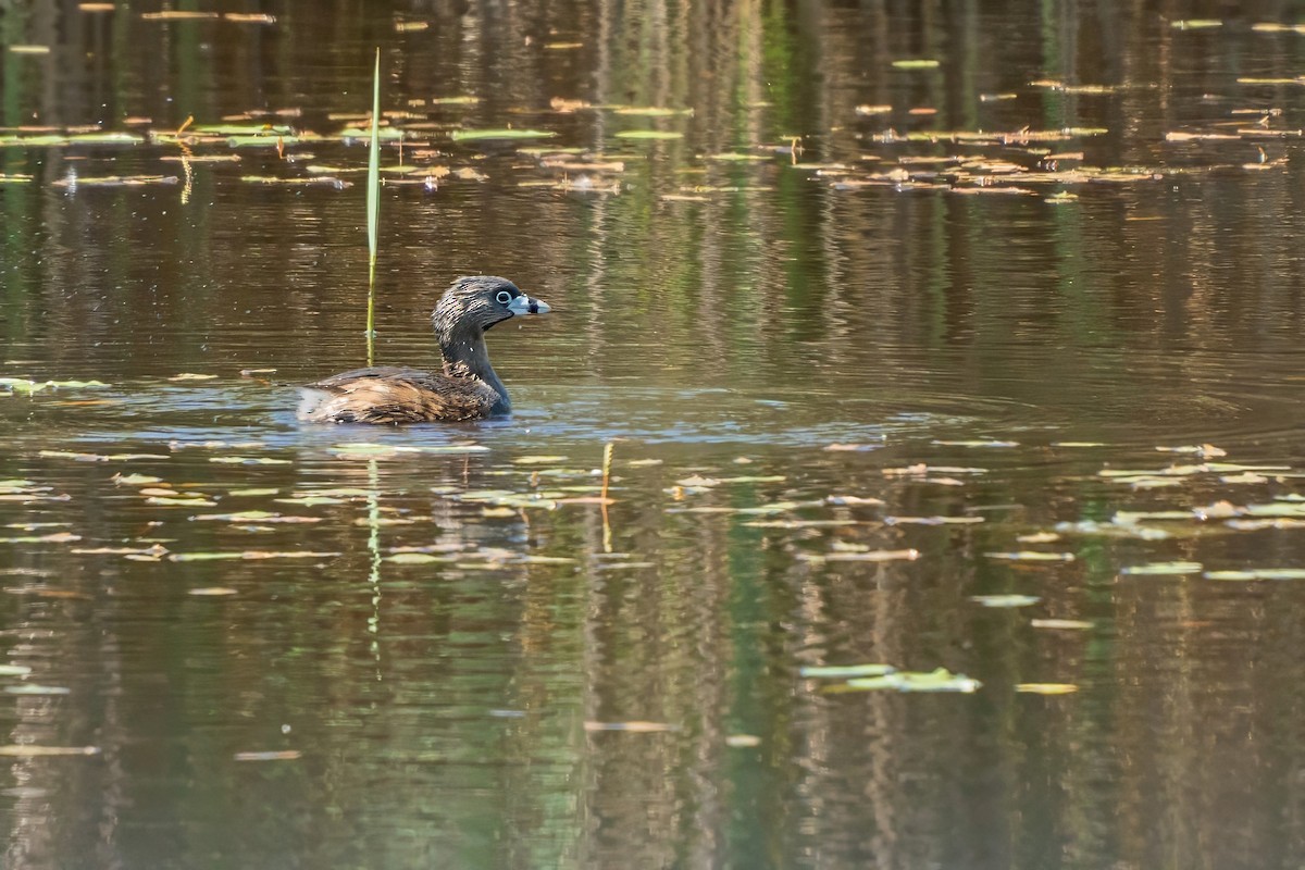 Pied-billed Grebe - ML620688109