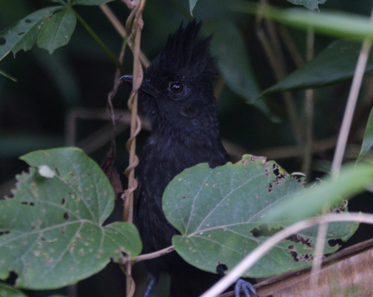 Tufted Antshrike - ML620688112