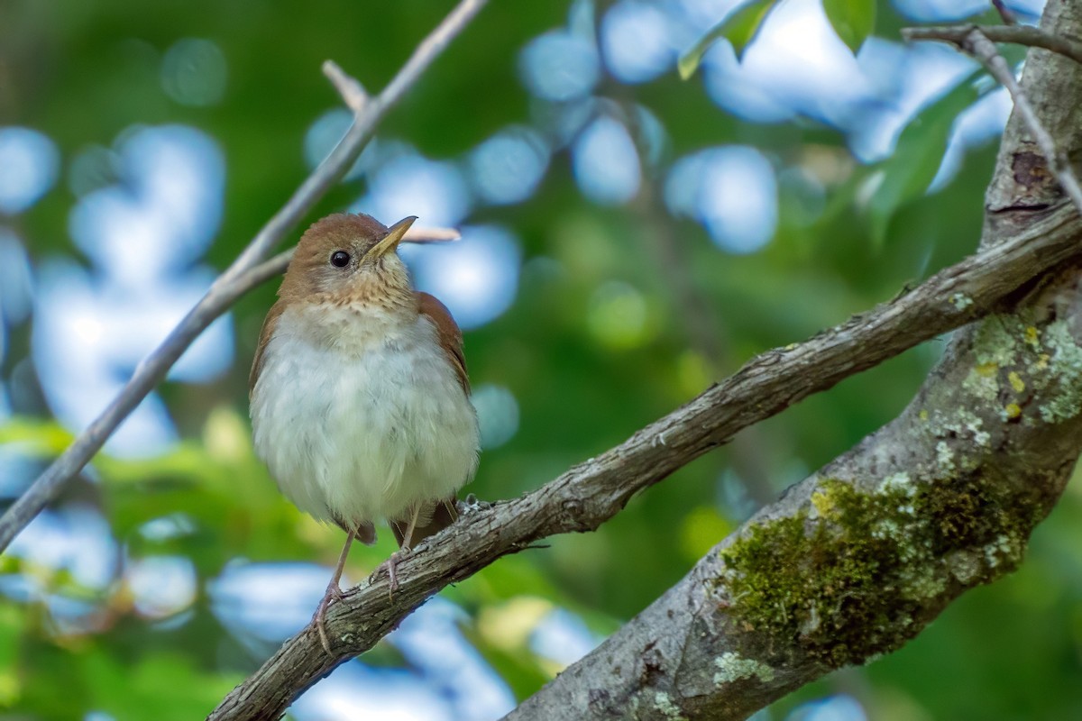 Veery - ML620688113