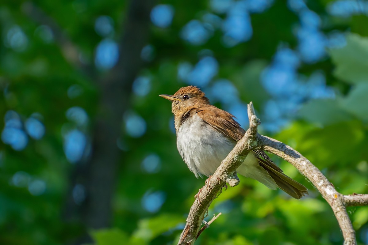 Veery - ML620688114