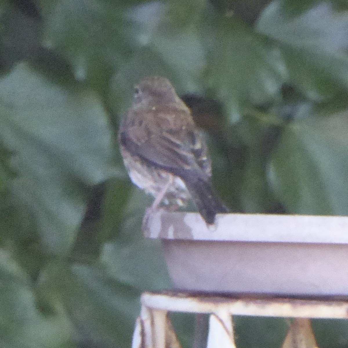 Dark-eyed Junco (Oregon) - ML620688115