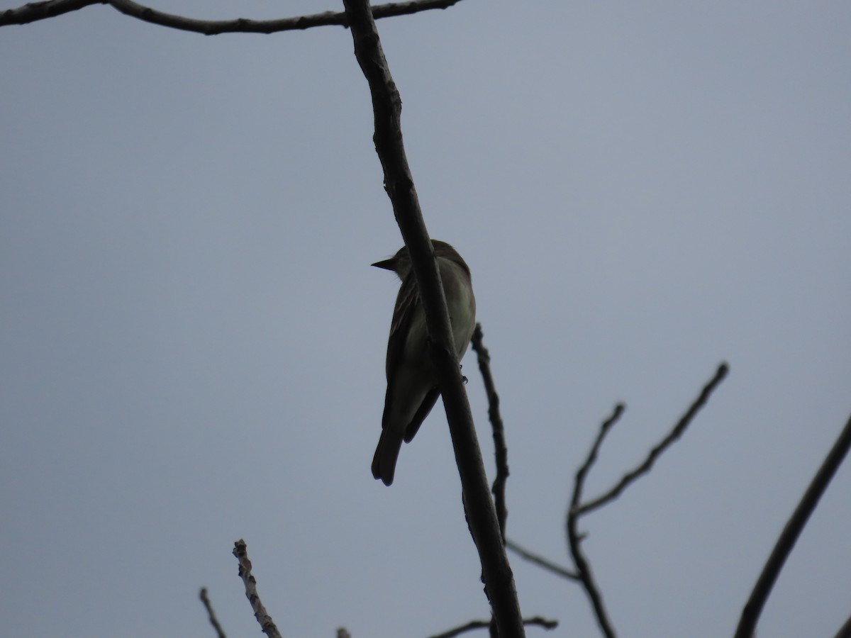 Western Wood-Pewee - ML620688118