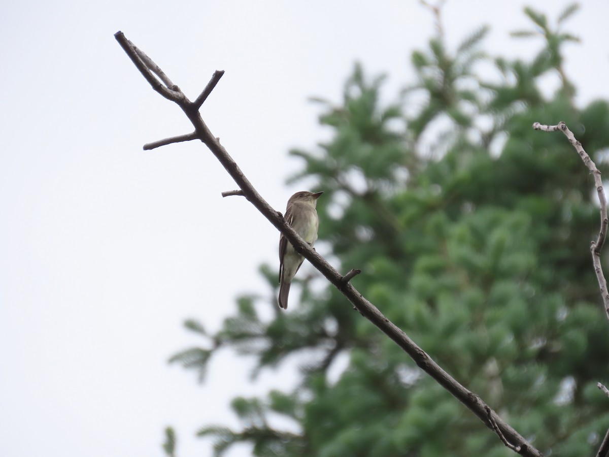 Western Wood-Pewee - ML620688119