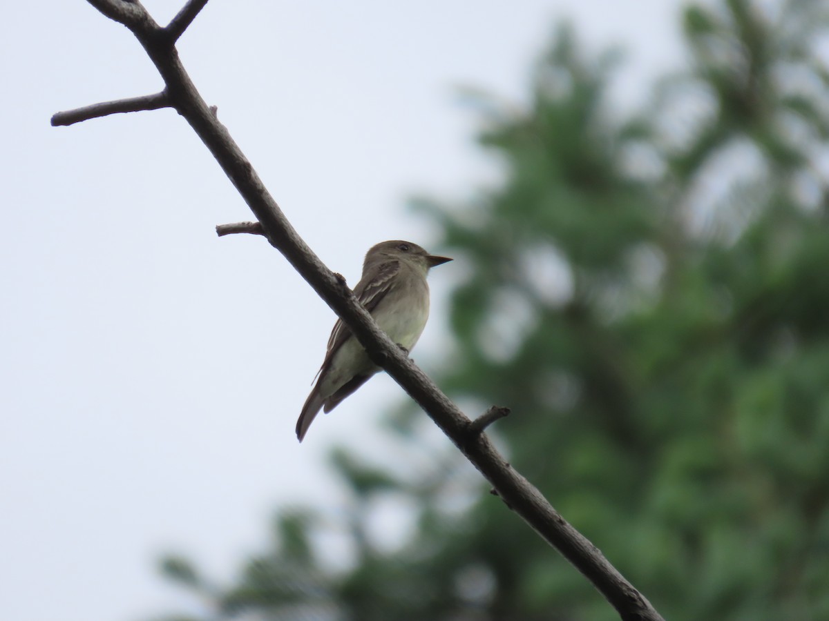 Western Wood-Pewee - ML620688120