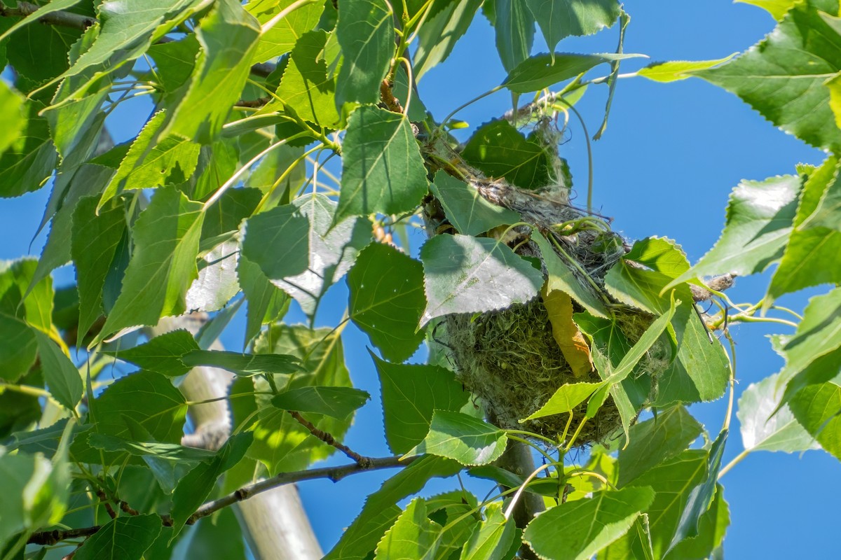 Baltimore Oriole - ML620688122