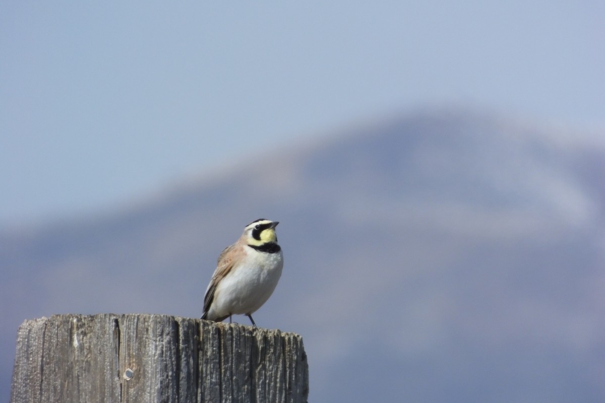 Horned Lark - ML620688124